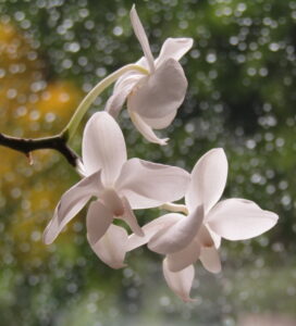 small white orchid flowers with raining background